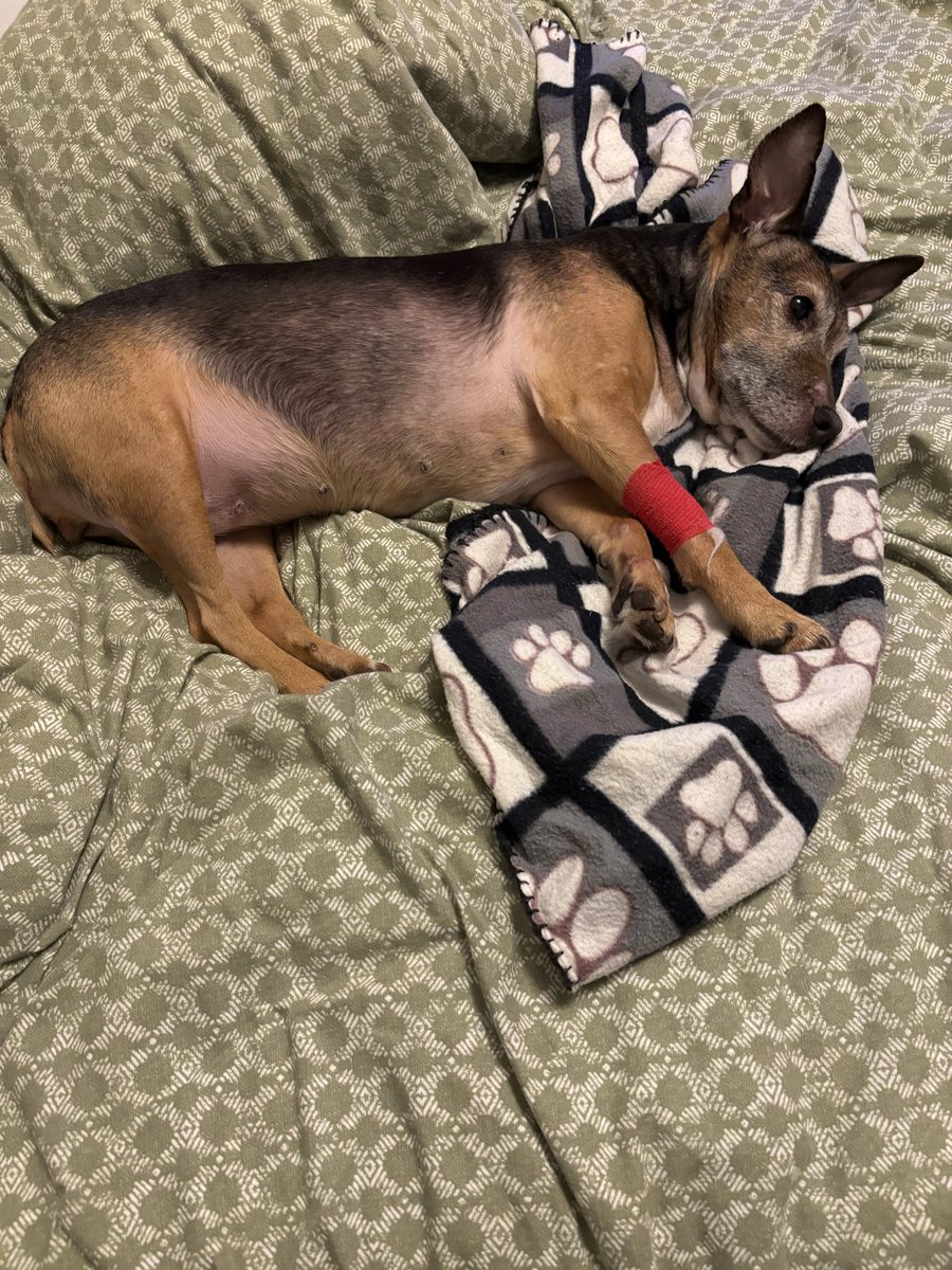 baileybeagle3's tweet photo. I’m feeling very sorry for myself. I’ve been to the vets and had 3 teeth out and he’s said I need another 5 out! Getting lots of attention from mama as always. #dogsoftwitter #AdoptDontShop https://t.co/n54paJKuhg