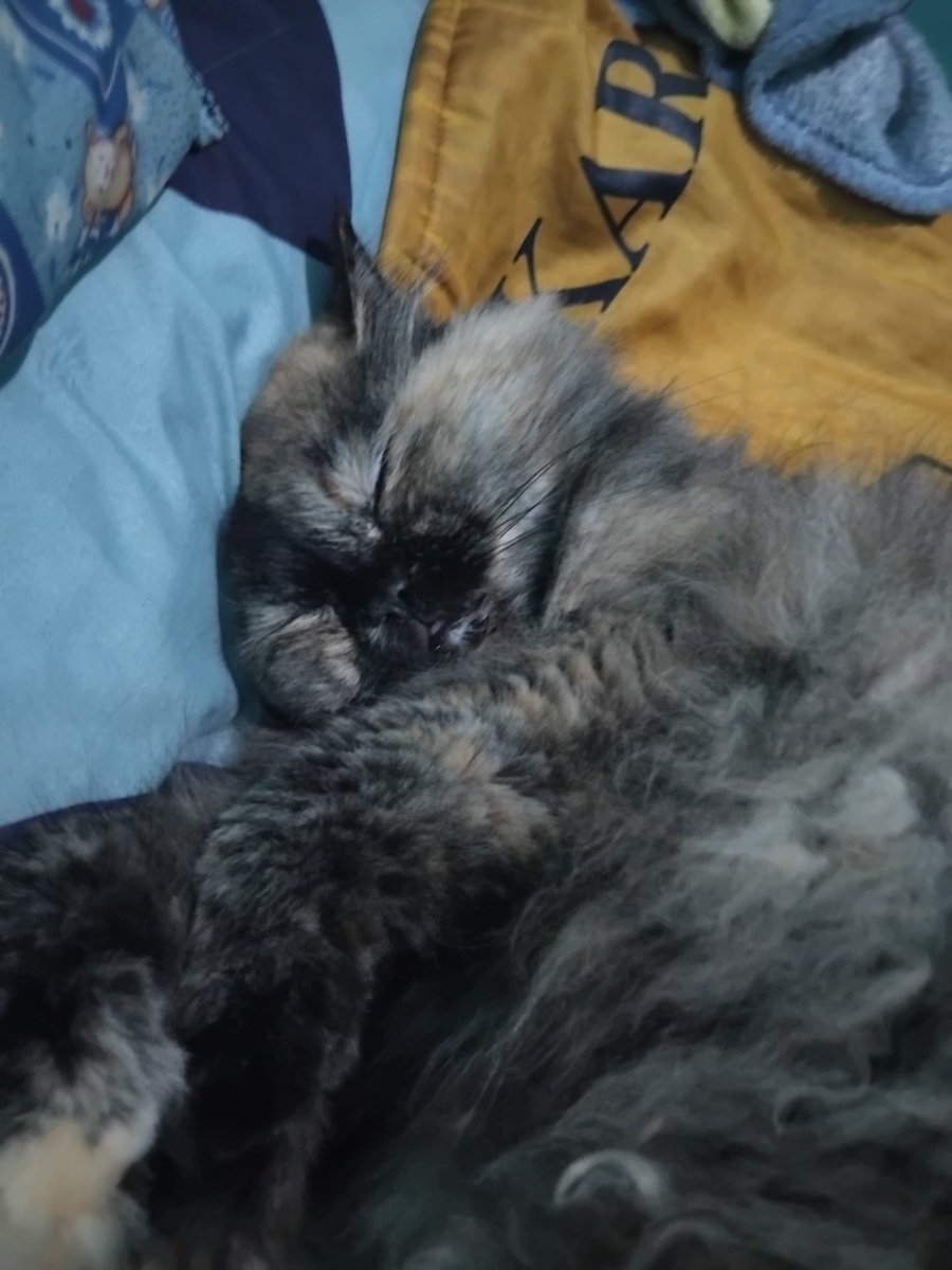 tempat ternyaman lilo tidur selain di lantai 😇