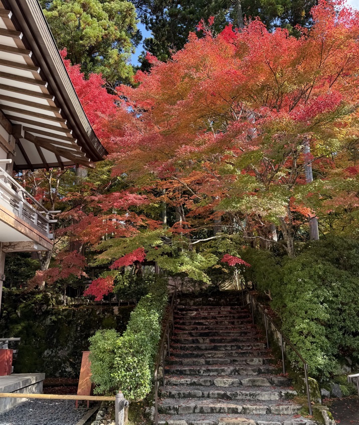 苔むした庭園と紅葉のコントラストも美しい三千院をご案内♪
⇒ ameblo.jp/miyabi-kyoto/e… #アメブロ <a href="/ameba_official/">Ameba Topics</a>より