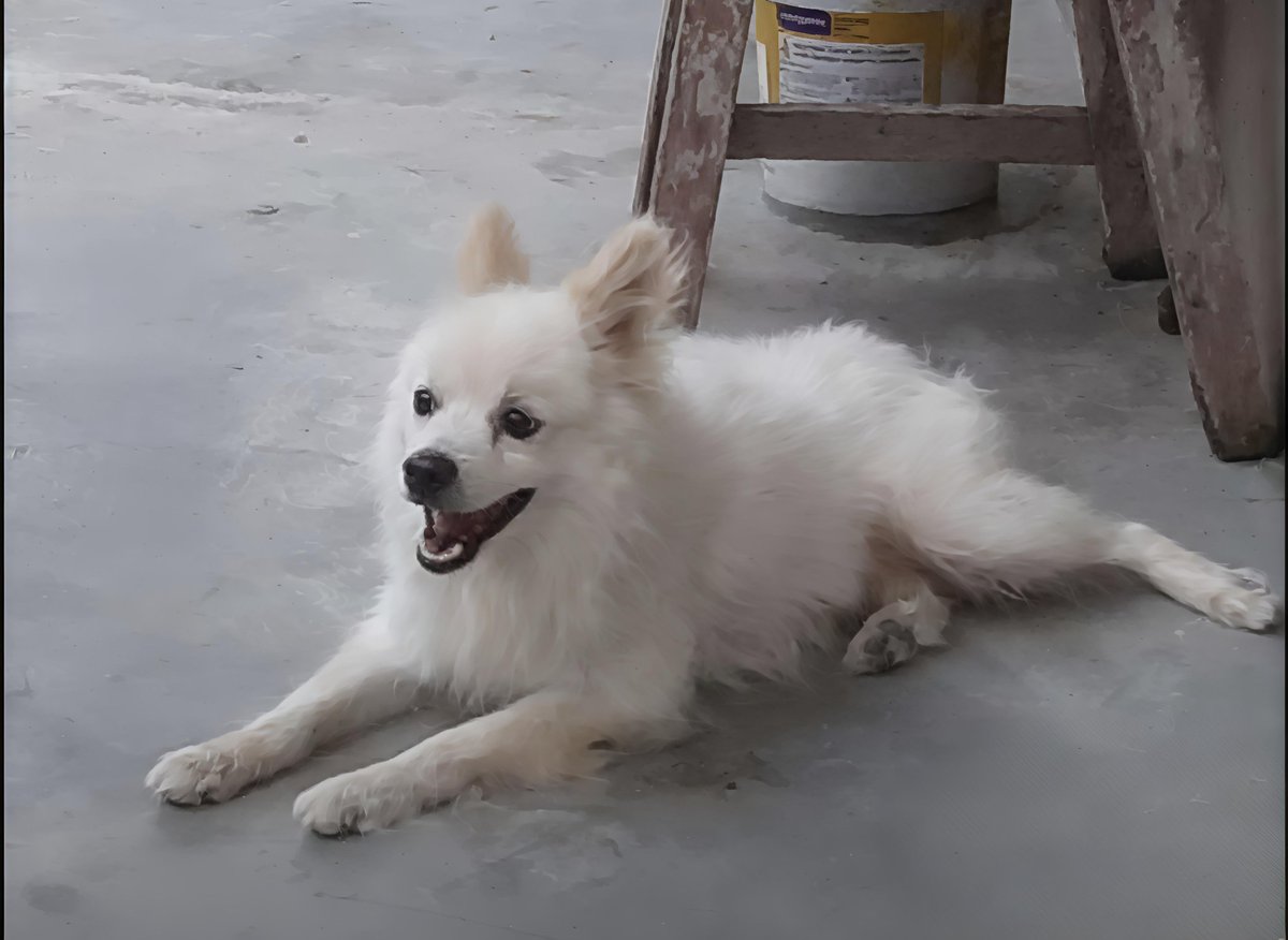 imKKT42's tweet photo. 9 years of pure love, loyalty &amp; joy 💔
Kuku 🐾 you’ll always live in my heart, my sweet boy 😭🌈
#KukuForever #ForeverInMyHeart https://t.co/Vz96ki7Tcb