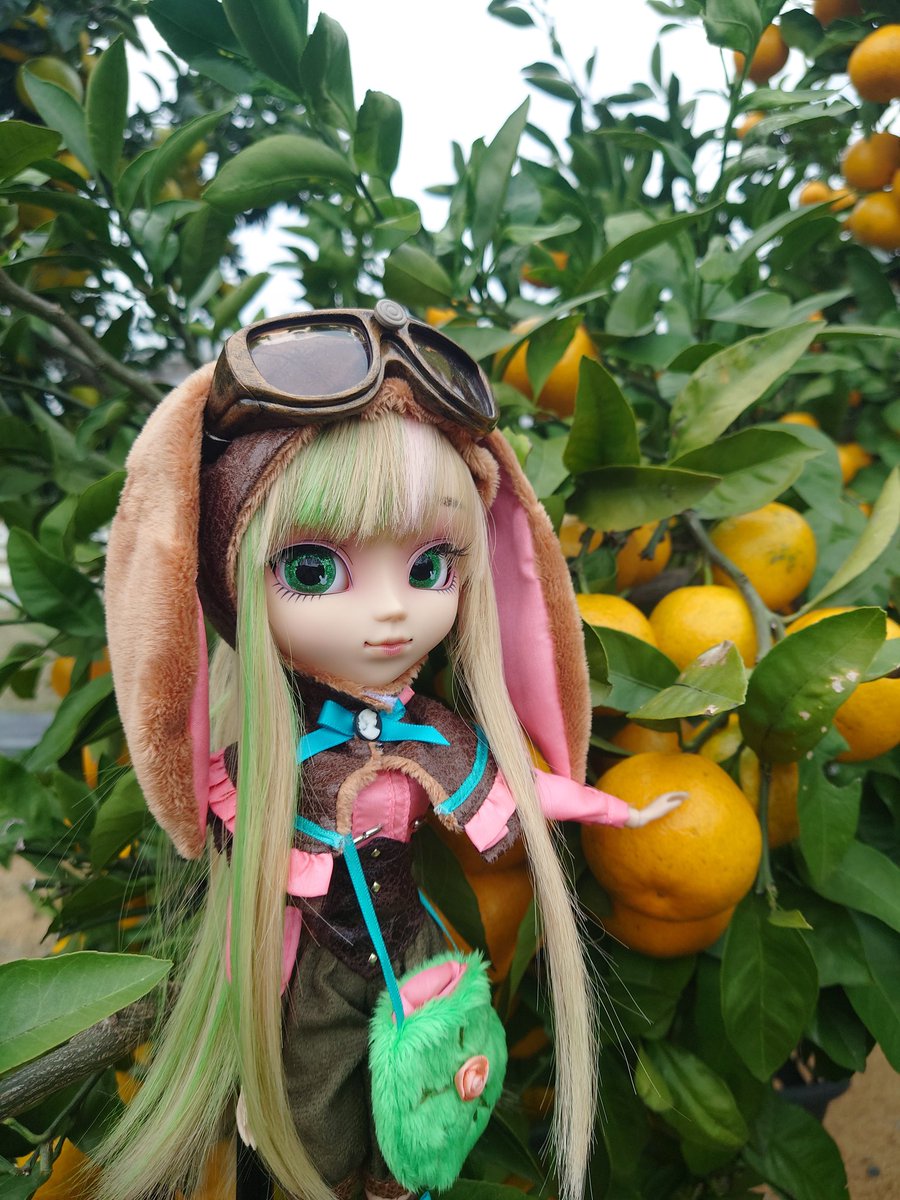 キラボシザッカテン 綺羅星雑貨店-徳島県藍住町 (@kiraboshizakka