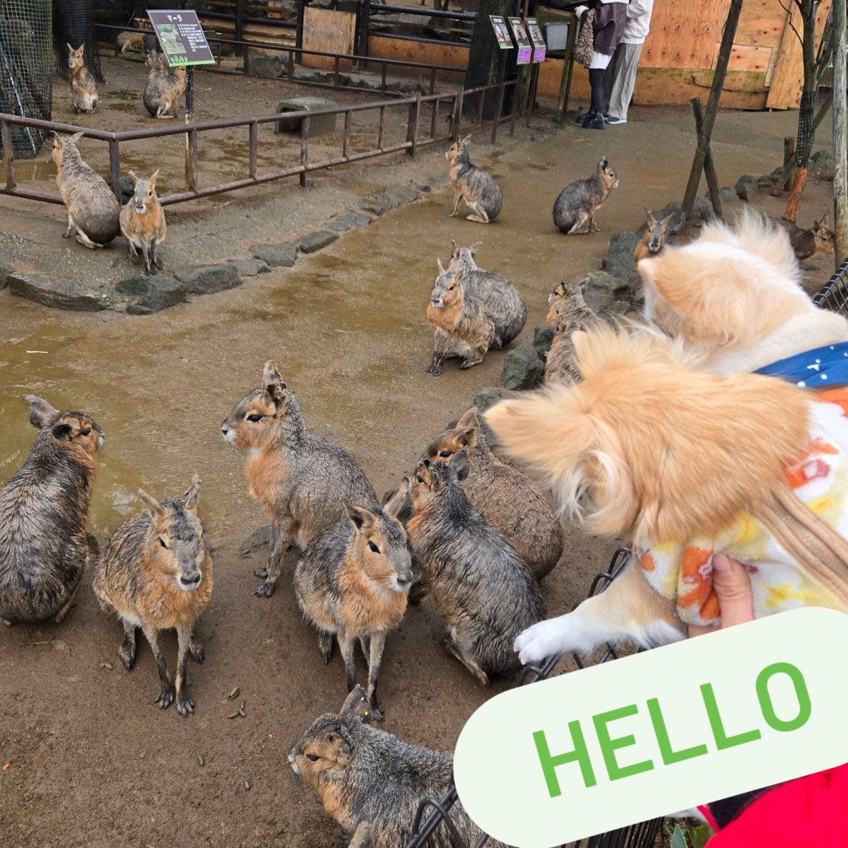 attan_tan25's tweet photo. 伊豆しゃぼてん動物公園へ行って来ました🦧 https://t.co/7KrqI3fhUa