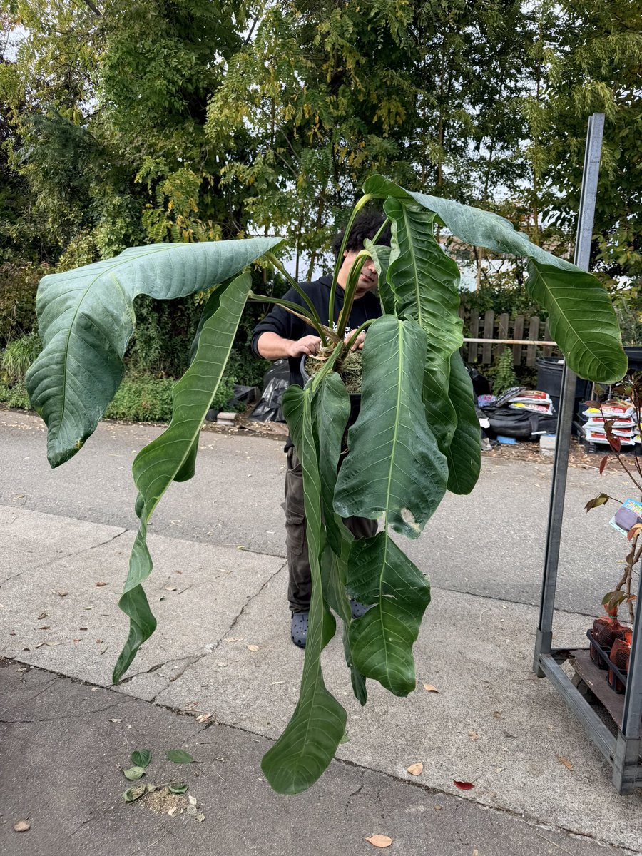 Anthurium spectabile pseudspectabile