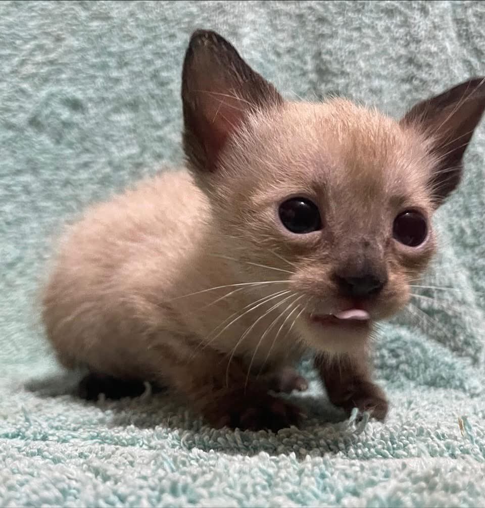 caninos911's tweet image. ‼️EN ADOPCIÓN‼️
Hermosos gatitos en busca de un hogar responsable, la verdad son bien buena onda 😎 😍♥️🐾😸. 

Adopciones WhatsApp: 
993 194 0616 

Fomentemos el amor, el respeto y el cuidado hacia nuestros compañeros de vida.
#Caninos911 #Refugio