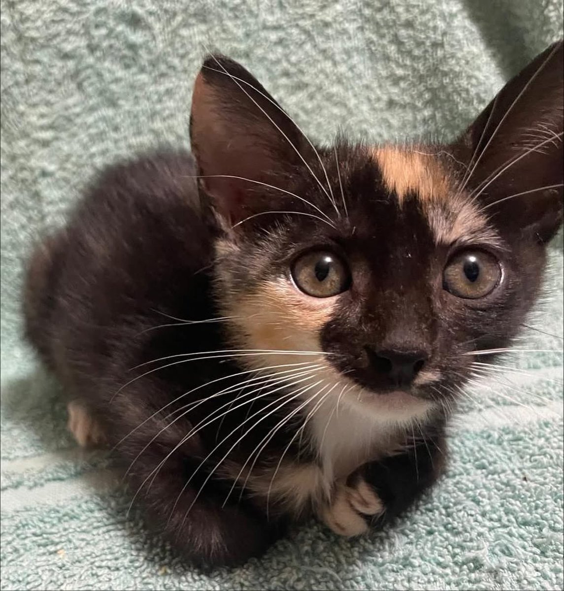 caninos911's tweet image. ‼️EN ADOPCIÓN‼️
Hermosos gatitos en busca de un hogar responsable, la verdad son bien buena onda 😎 😍♥️🐾😸. 

Adopciones WhatsApp: 
993 194 0616 

Fomentemos el amor, el respeto y el cuidado hacia nuestros compañeros de vida.
#Caninos911 #Refugio