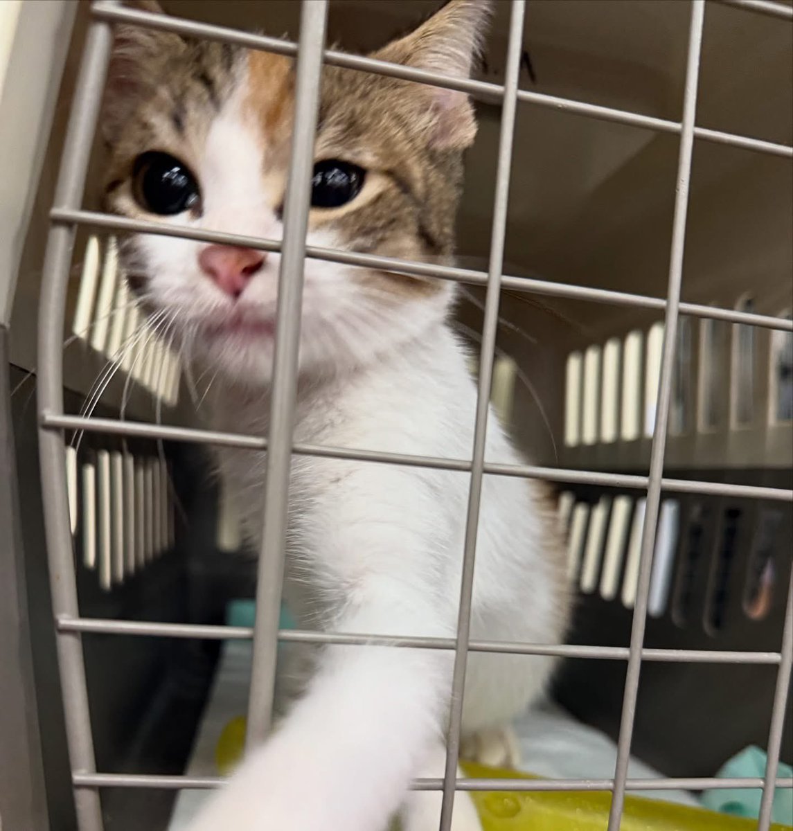 caninos911's tweet image. ‼️EN ADOPCIÓN‼️
Hermosos gatitos en busca de un hogar responsable, la verdad son bien buena onda 😎 😍♥️🐾😸. 

Adopciones WhatsApp: 
993 194 0616 

Fomentemos el amor, el respeto y el cuidado hacia nuestros compañeros de vida.
#Caninos911 #Refugio