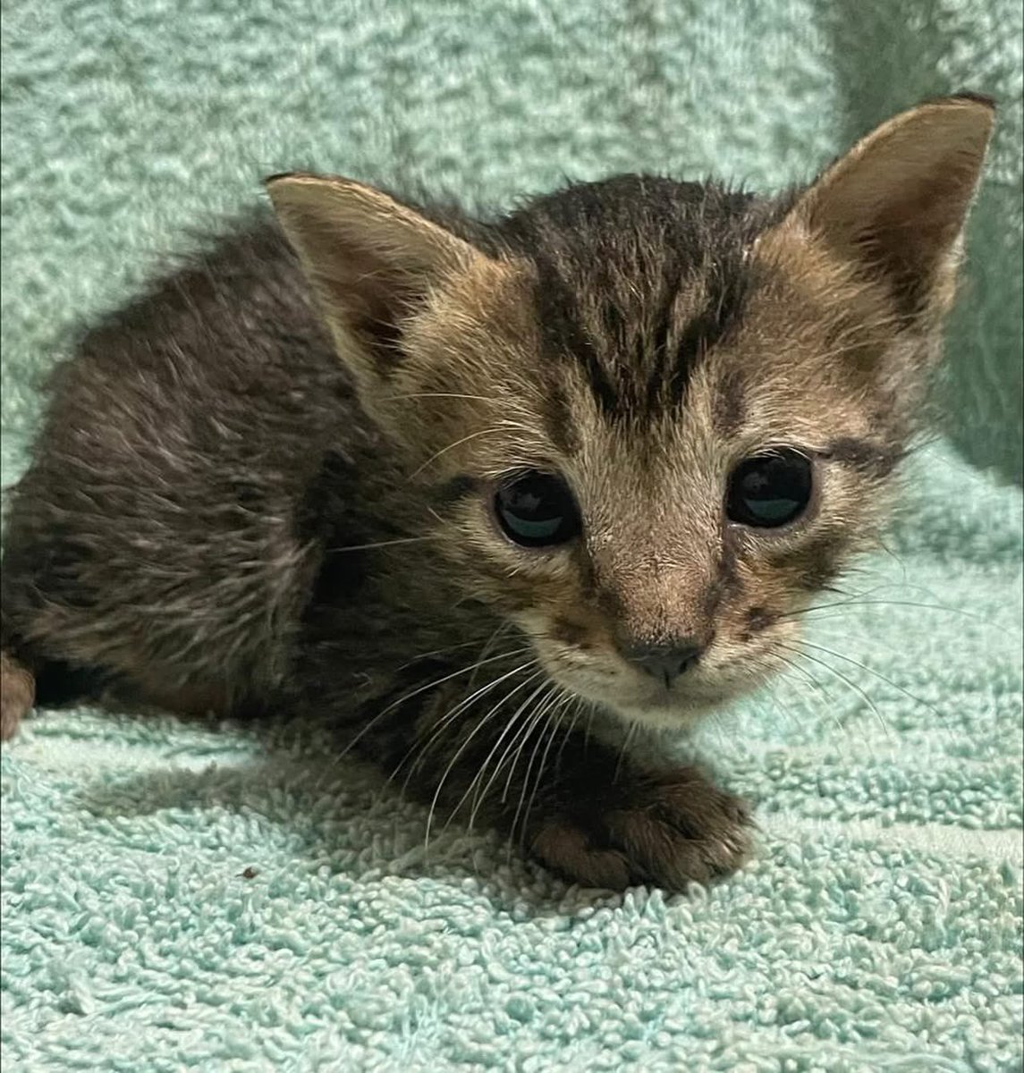 caninos911's tweet image. ‼️EN ADOPCIÓN‼️
Hermosos gatitos en busca de un hogar responsable, la verdad son bien buena onda 😎 😍♥️🐾😸. 

Adopciones WhatsApp: 
993 194 0616 

Fomentemos el amor, el respeto y el cuidado hacia nuestros compañeros de vida.
#Caninos911 #Refugio