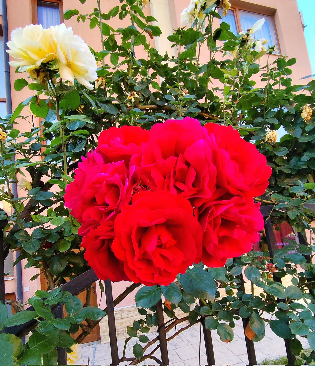 Lovely day for you ♥️