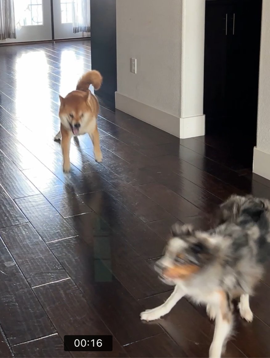 Peace on earth and goodwill among doges, as captured by Nest Cam