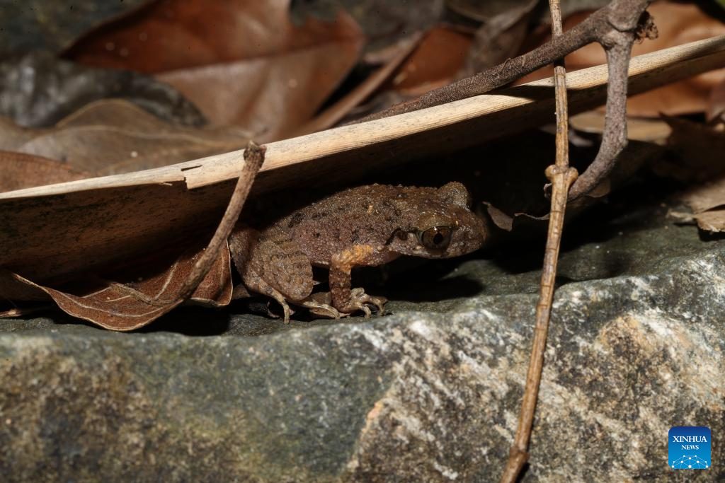 A new frog species, named Leptobrachella Kungfu, has been discovered in Foshan, south China's Guangdong.
With six collected adult male specimens ranging from 25.7 mm to 28.2 mm in snout-vent length, this species is mainly found in hilly parts of the western Greater Bay Area.