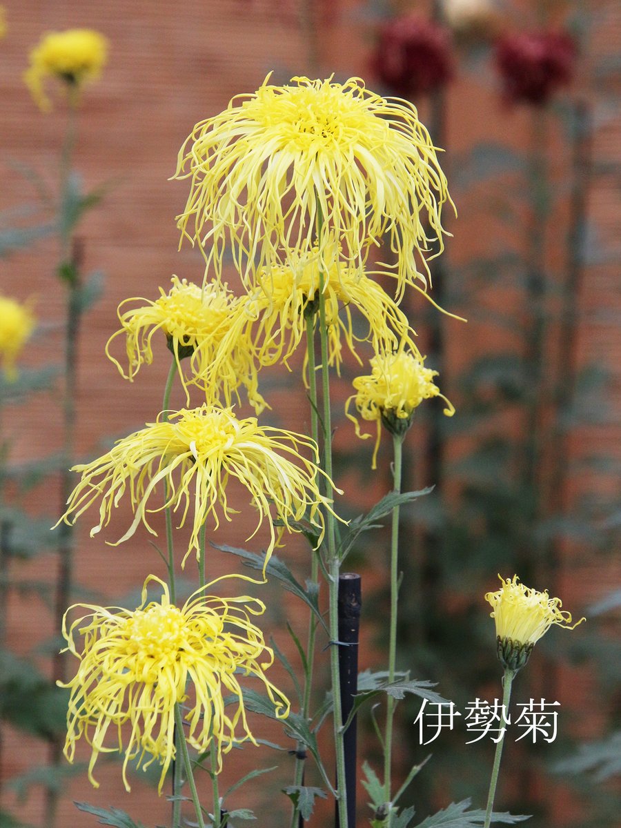 菊花壇展 13日目🌼 特色ある3種の混色花壇をご紹介します。 #伊勢菊 は