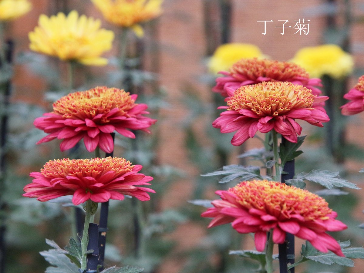 ★専用★【子株付き・開花株】原種交配種　花茎4本　と　極上発色 橙紅色 2花茎 菊花壇展 13日目🌼 特色ある3種の混色花壇をご紹介します。 #伊勢菊 は