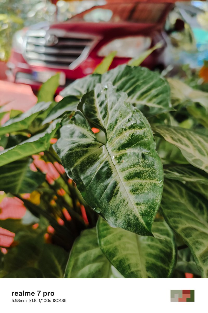 livinvarghese's tweet photo. @ChaseXu_ Day 25/30: Love your variegated leaf. Here are two different kinds, showing off their patterns and colors. Nature's artistry caught on realme 12 Pro+ and realme 7 Pro.
#realmeGT8Pro #realmexRICOHGR #realme12ProPlus #realme7Pro #SnapbyNoRules @ChaseXu_ @LeorG_com @realmeglobal https://t.co/VdKczFo5FJ