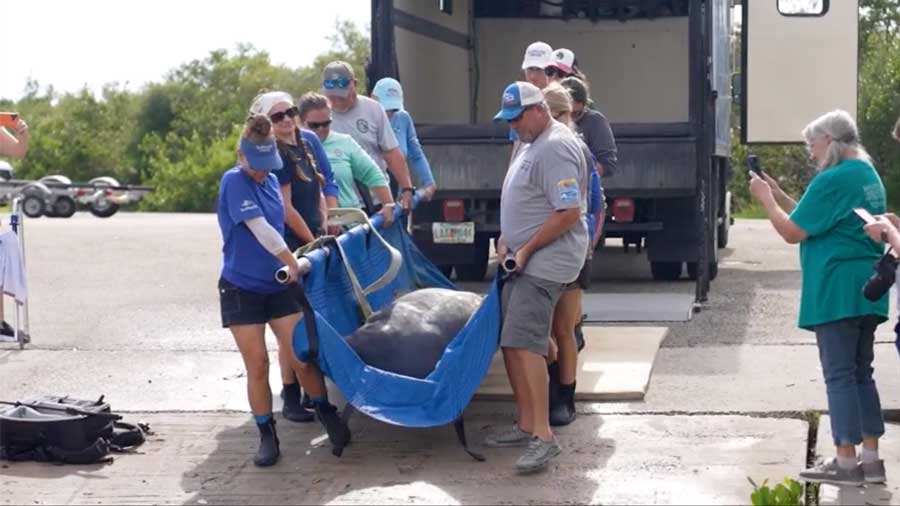 BionicBuzz's tweet image. In celebration of Manatee Awareness Month,SeaWorld Orlando is reminding Floridians of their shared responsibility to protect one of the state’s most beloved species. The park’s Rescue Team recently returned its 42nd rehabilitated manatee of the year to his natural habitat after a…