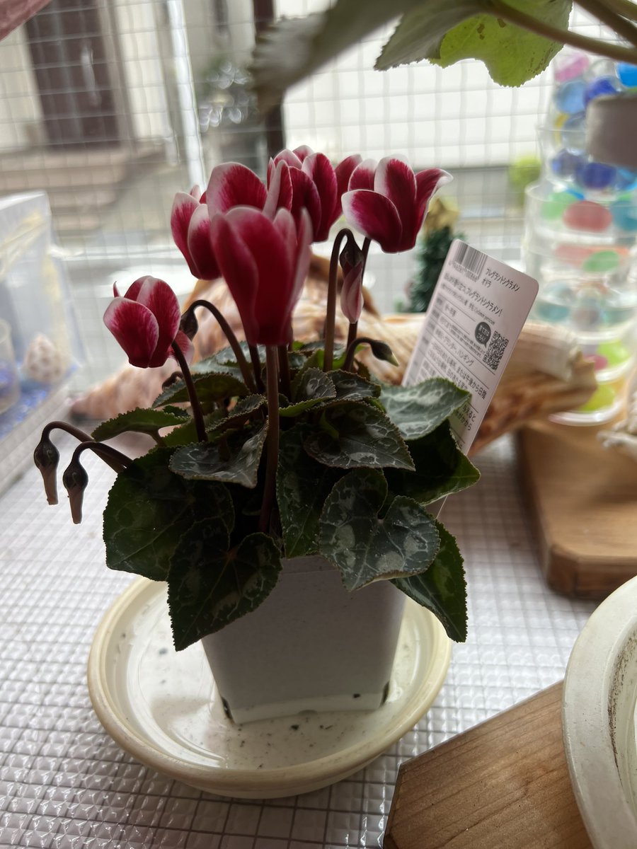 daini_kurinoyu's tweet image. こんなに～いっぱい咲いてる😊 #4年目 の #例のシクラメン 🌸 かわいすぎる😂🌸

ちびっこ #シクラメン 🌸も～仲間入り❣️

 #大田区  #鵜の木  #銭湯  #にゃー 🐱♨️𓈒𓂂𓏸

❣️今日は～ #万田酵素 ♨️𓈒𓂂𓏸