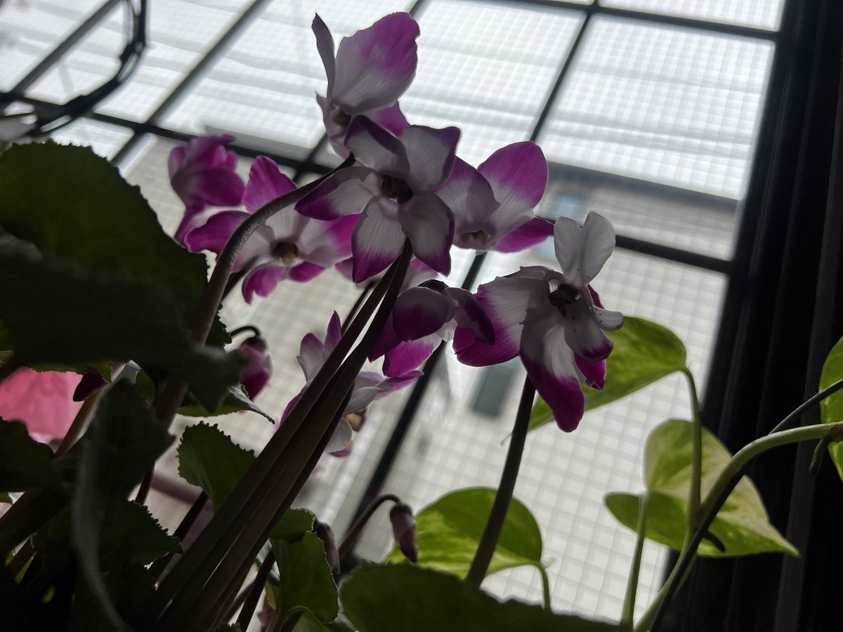 daini_kurinoyu's tweet image. こんなに～いっぱい咲いてる😊 #4年目 の #例のシクラメン 🌸 かわいすぎる😂🌸

ちびっこ #シクラメン 🌸も～仲間入り❣️

 #大田区  #鵜の木  #銭湯  #にゃー 🐱♨️𓈒𓂂𓏸

❣️今日は～ #万田酵素 ♨️𓈒𓂂𓏸