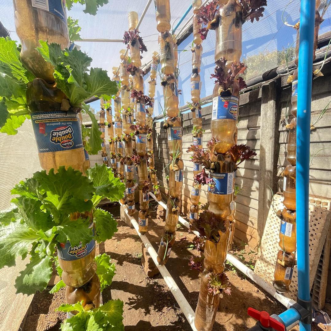matpulsezw's tweet photo. Bulawayo's , 34-year-old Phathisani Vundla is turning discarded plastic bottles into solar-powered aeroponic farming systems. His eco-innovation, Zambezi Eco Sprouts, is helping tackle unemployment, pollution, and drought in Zimbabwe. #ClimateActionZw #YouthInnovation
Readmore https://t.co/UqN73dsZ3P