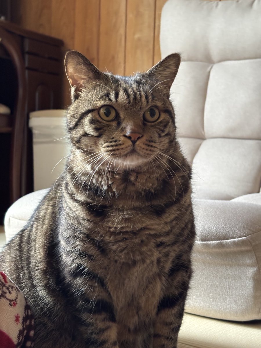 きじとら きじとら (@kjtr_cat_) / Posts / X