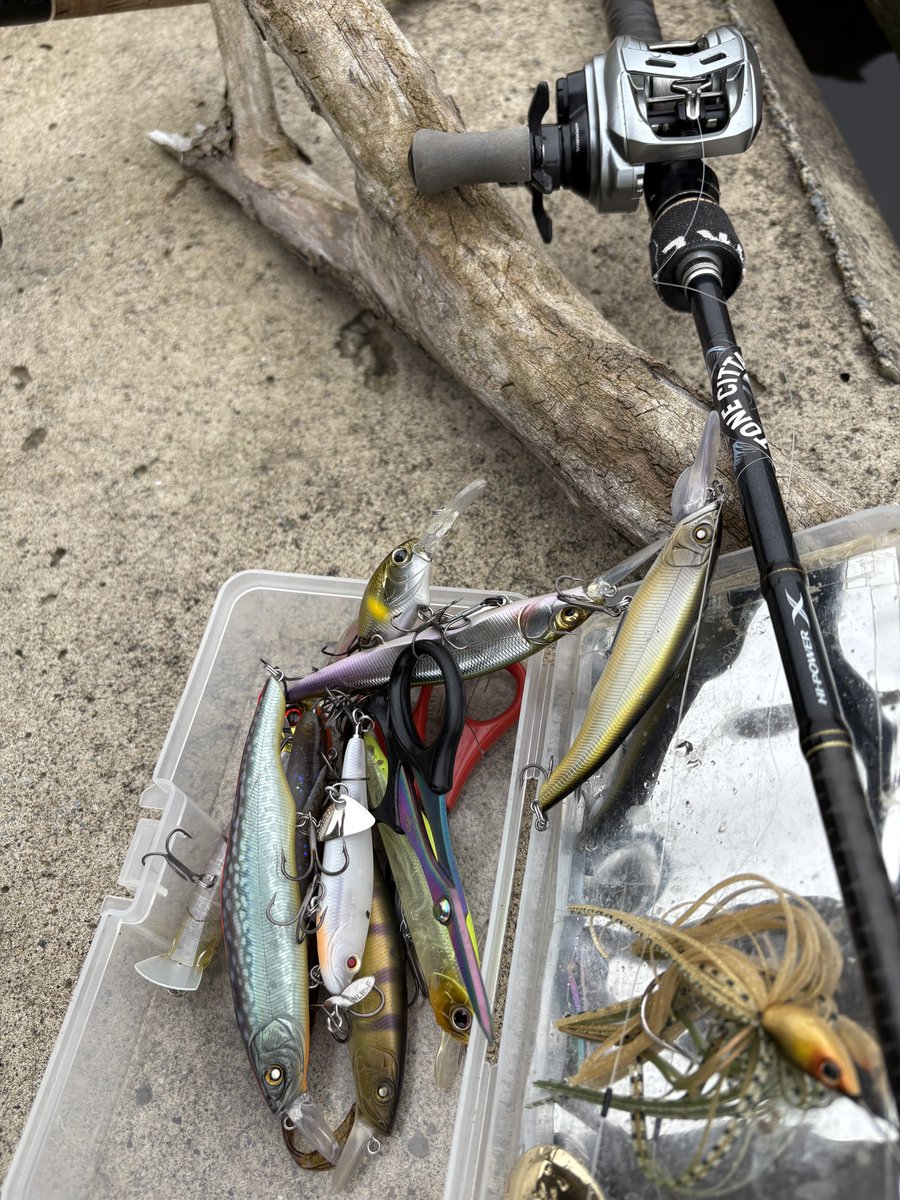 トネチッタ tonecitta (@glitters83) / Posts / X