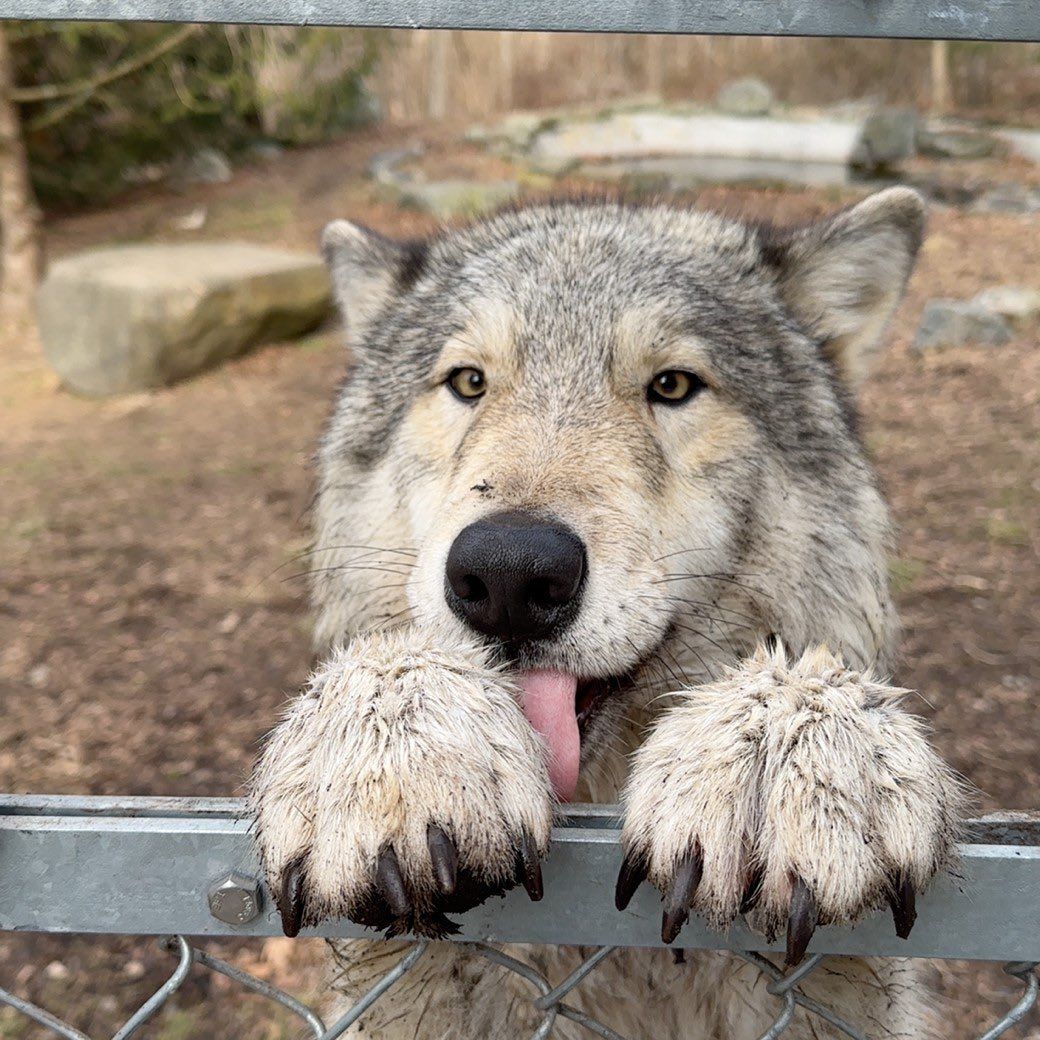 1kg of chicken wings, 100gr of bacon, because I love the flavour, a nice mushroom sauce and a ton of rice, we are bulking up this morning 💪