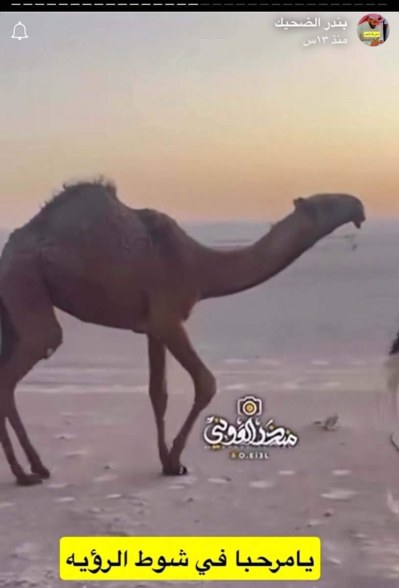 بندر الضحيك عبر سنابه الرسمي 

شوط الرؤية صفر ..✔️🐪