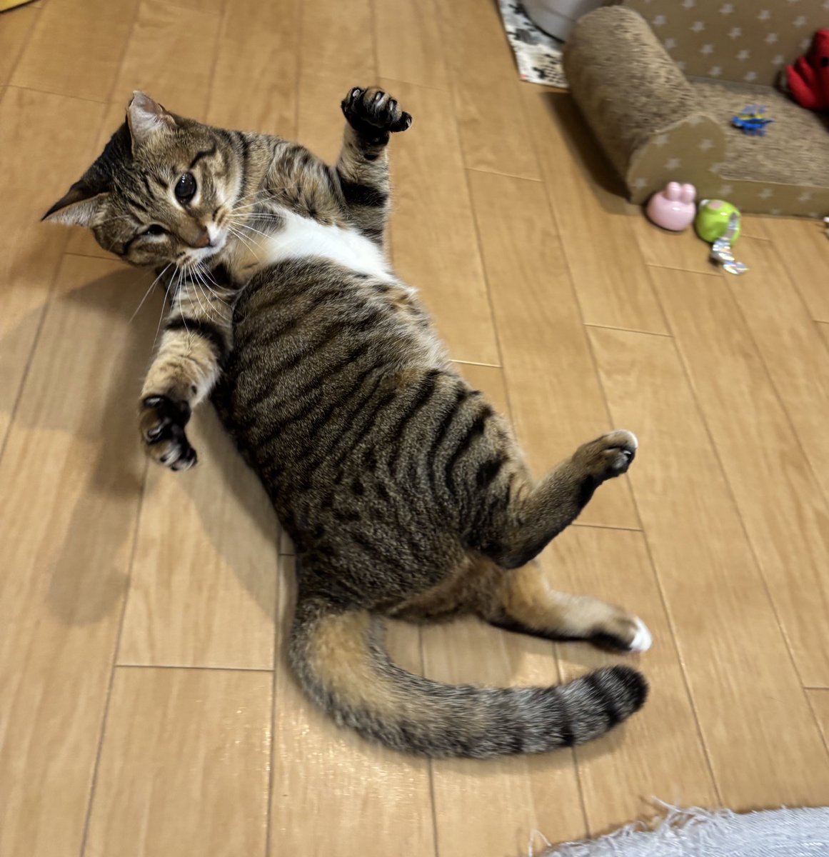 アシメEYEあんず🐾 (@asyme_anzu821) / Posts / X