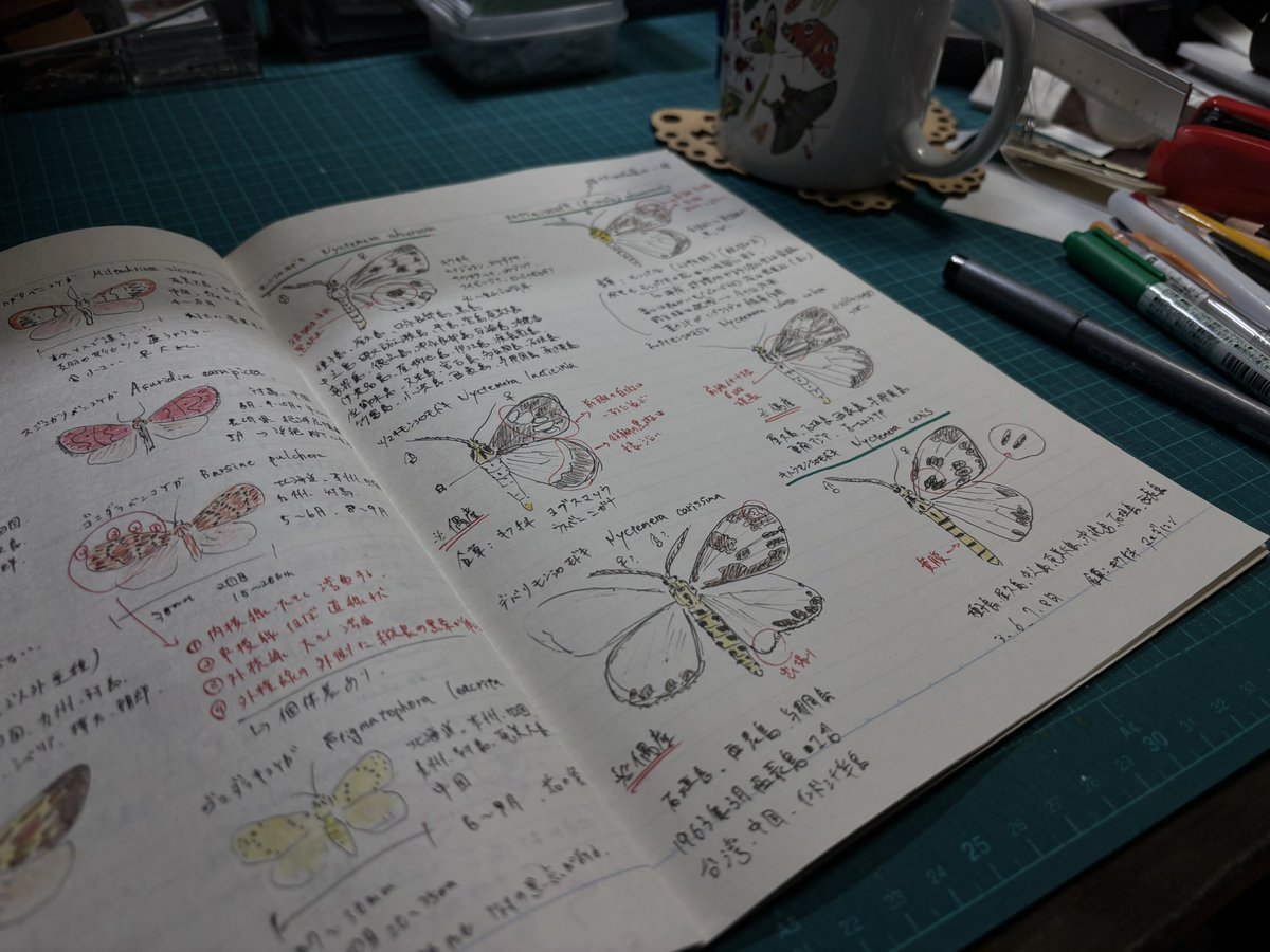 モンシロモドキ類をちゃんと覚えようと思って調べてたら"オキナワモンシロモドキ"だけ属が違うらしい…！