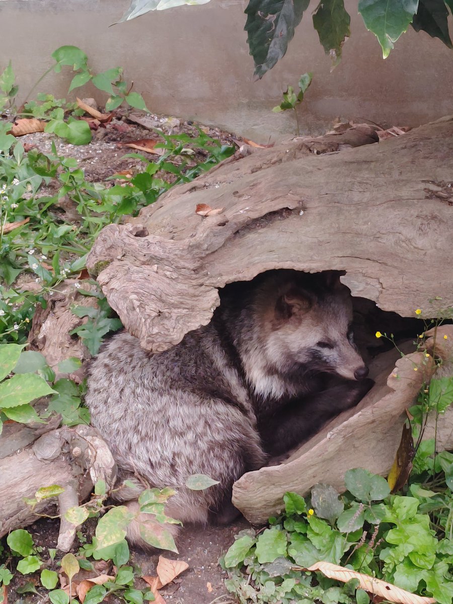 タヌキ寝入り Post by 九目🐾🐾🐈‍⬛。 on X: タヌキ寝入りです