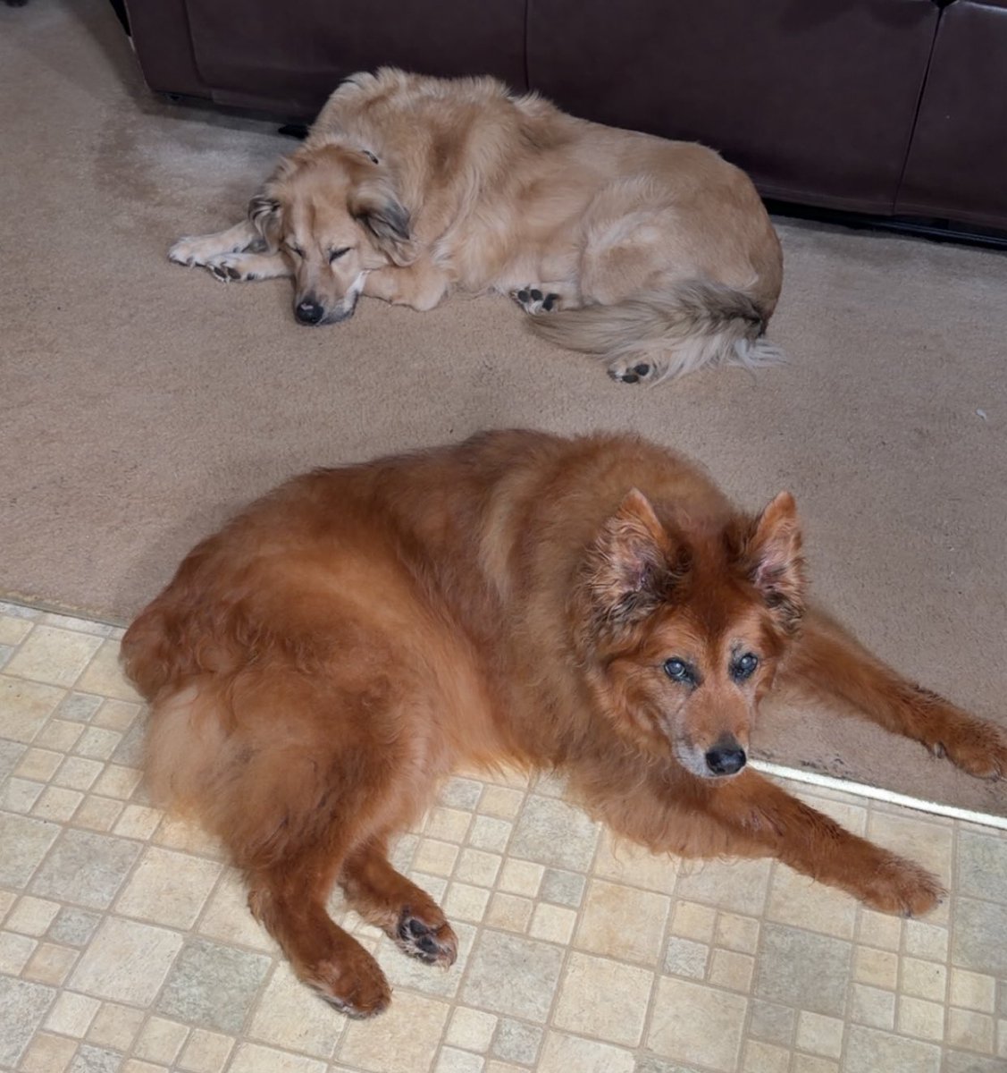 Dixiegal_91's tweet photo. I’m so worried about them… 🥺 Ultrasounds to look for tumors (her liver, his bladder) on Monday…. Her bloodwork already came back bad… if we don’t find anything on ultrasound for him, we send off bloodwork… https://t.co/gIO42Ohxim