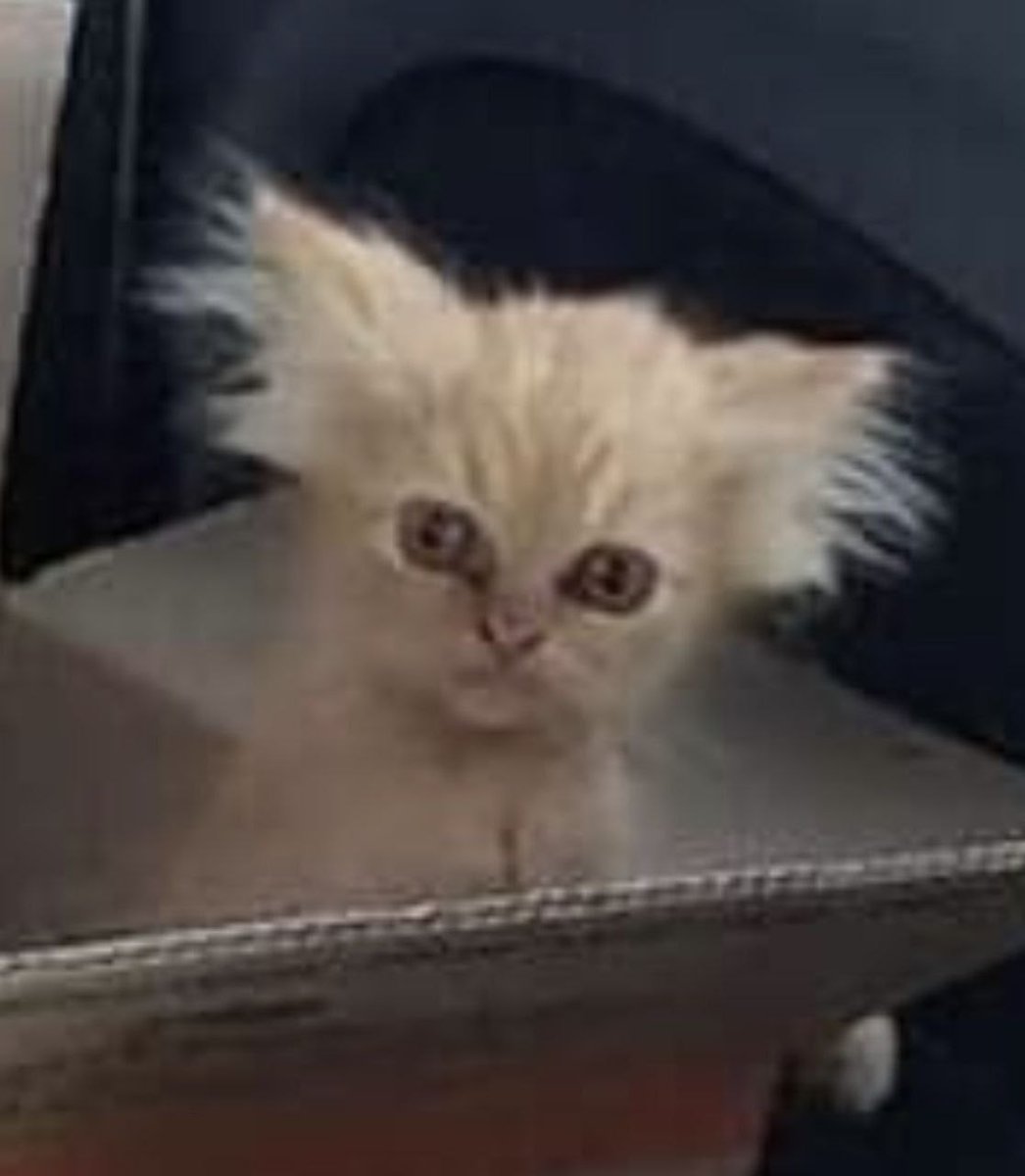 Ashvolent's tweet image. Tuhan bersama mahasiswa semester tua.