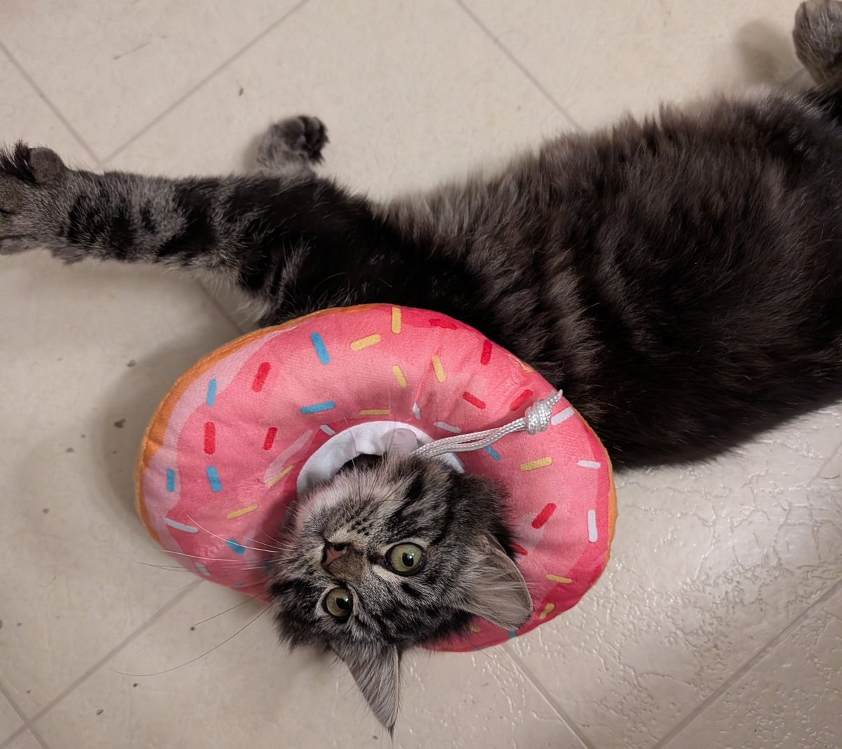SentientBiLight's tweet image. He wears the donut of punishment