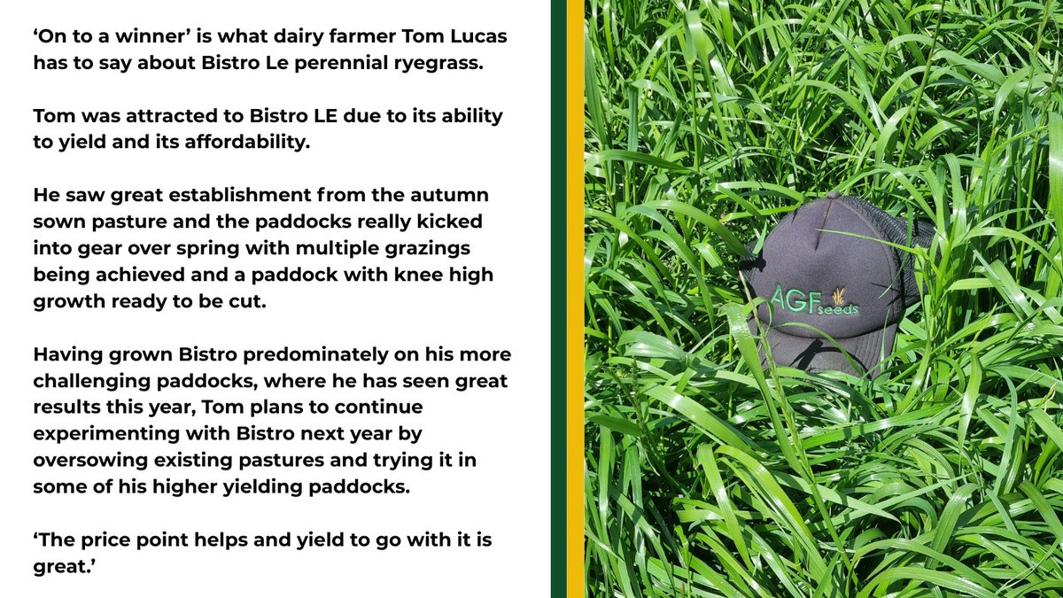 'On to a winner' is what dairy farmer Tom Lucas had to say about Bistro Le perennial ryegrass.