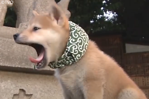 豆助 -Mamesuke- 公式 (@mamesuke_tvo) / Posts / X