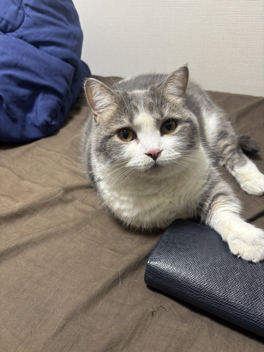 moco220814's tweet photo. コレは僕の財布だよ！
みたいな顔してるモコくん https://t.co/xdnxdT2C2P