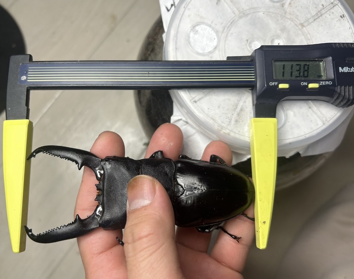 ダイジー (@daisykurume) / Posts / X