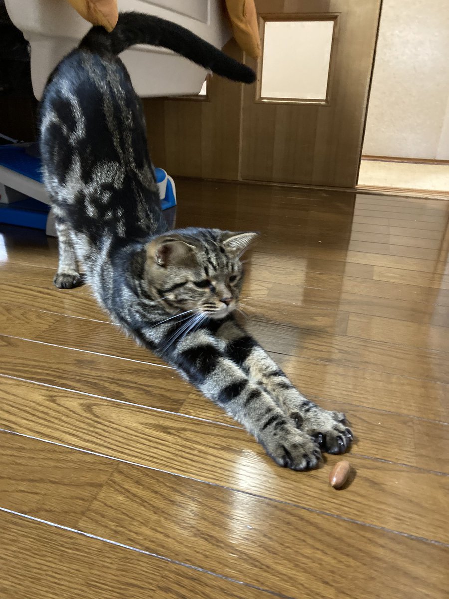 ウチ、 トトロがいるので どんぐり転がってます。 #くるり #キジトラ猫