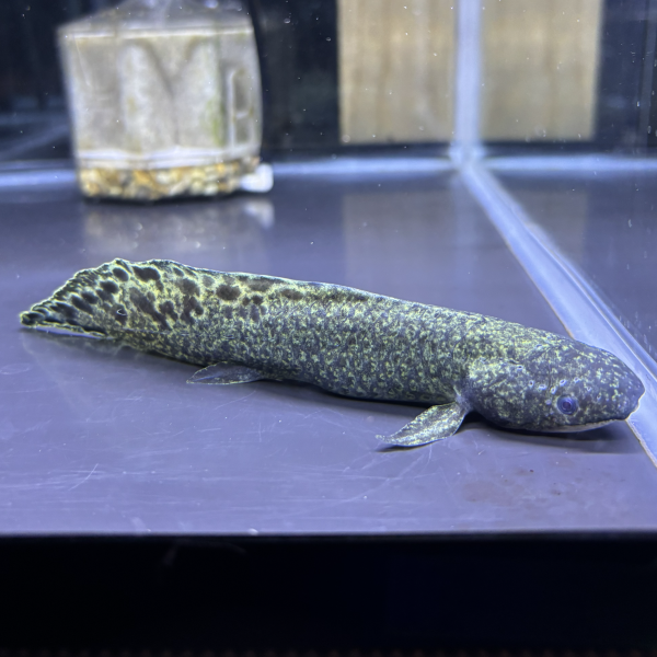 acusapo's tweet photo. 11月30日のアクアリウムバスに出店させていただくことになりました！
店舗名が変わってから初のアクアリウムバスになります。
今回は、観賞魚の他に用品も出品する予定です！

当日、是非ご利用ください！

#アクアリウムバス https://t.co/i7MXf75yWF