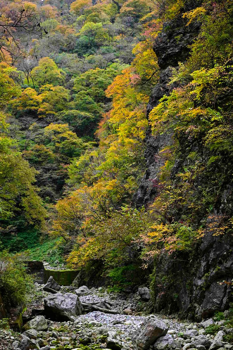 多賀町・権現谷は紅葉が始まっています。
いままでは脱輪やパンクに注意して撮影に来てましたが、最近はクマにも注意しないと！毎回
お猿さんしか見かけないのですが、鈴とラジオでビビりながら撮ってます（笑）