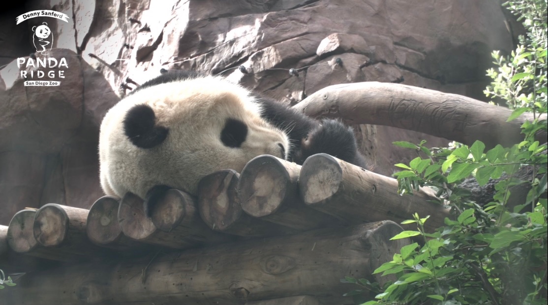 <a href="/DCPandaCub4/">Xiao Qi Ji</a> San Diego pandas on cam 🥰🌞🥱😴 Pix 1&amp;2: 11/4, 3: 11/11, 4: 11/12 <a href="/sandiegozoo/">San Diego Zoo Wildlife Alliance</a> <a href="/BeiBeiPanda3/">Bei Bei Panda</a>  <a href="/baobao_chine/">bao bao</a> @grandmeixiang <a href="/tiantianpanda97/">Tian Tian</a> <a href="/goobearCTJ/">Chao TianJiao</a> <a href="/huahua_nino/">alow</a> <a href="/24ichico/">24ichico</a> <a href="/PookieDigi4Ever/">OddBeardieCouple</a> <a href="/LoveofPandas1/">Love of Pandas</a> <a href="/Doralovesbears/">Dora</a> <a href="/DCPandaGirl/">DCPandaGirl</a> <a href="/NormaValentini/">Norma Valentini</a> <a href="/rosebeck41/">Shelly</a>