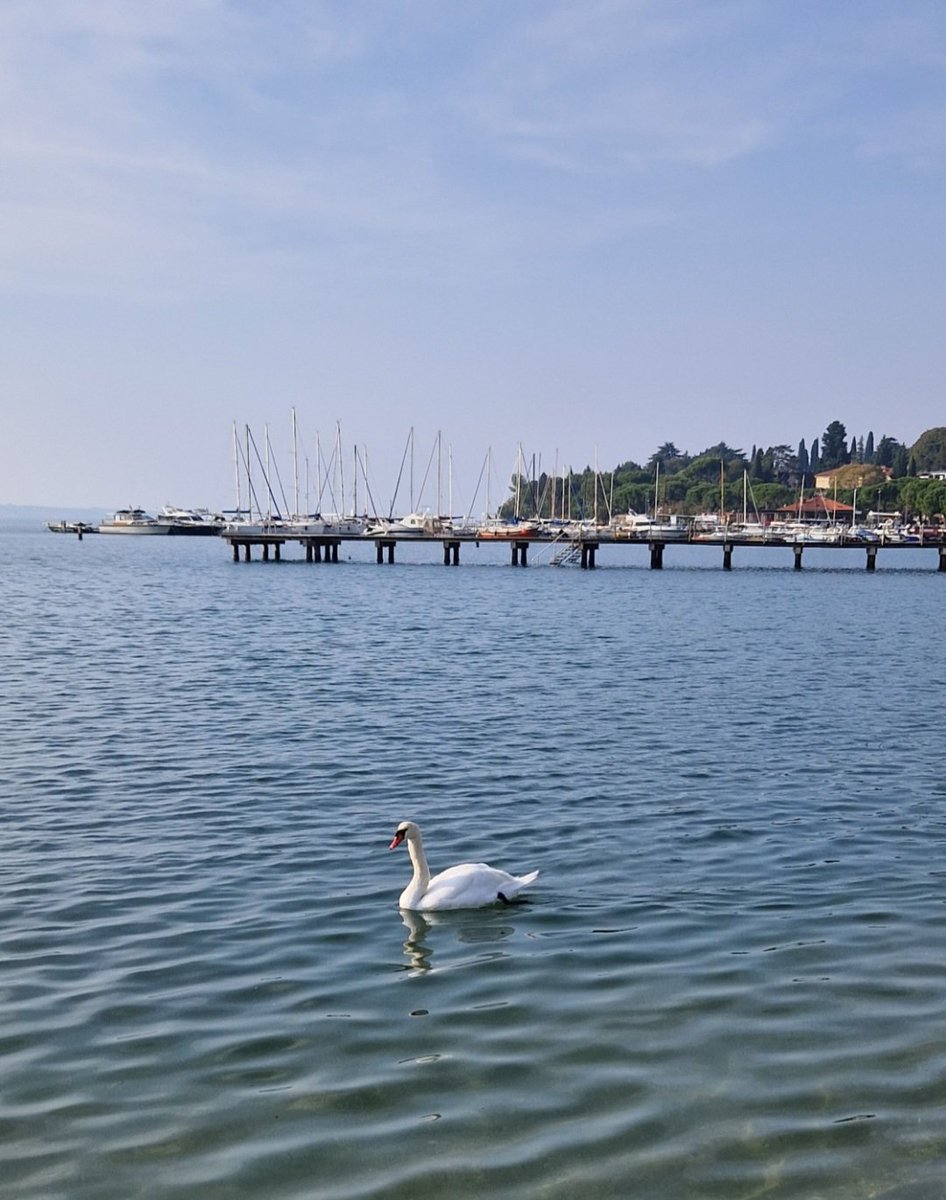 Elena3Gri's tweet image. Perché restare fermo nei laghetti, quando c&apos;è un mare immenso da scoprire 🦢😊📷
Spazia, puoi #CambiarIdea