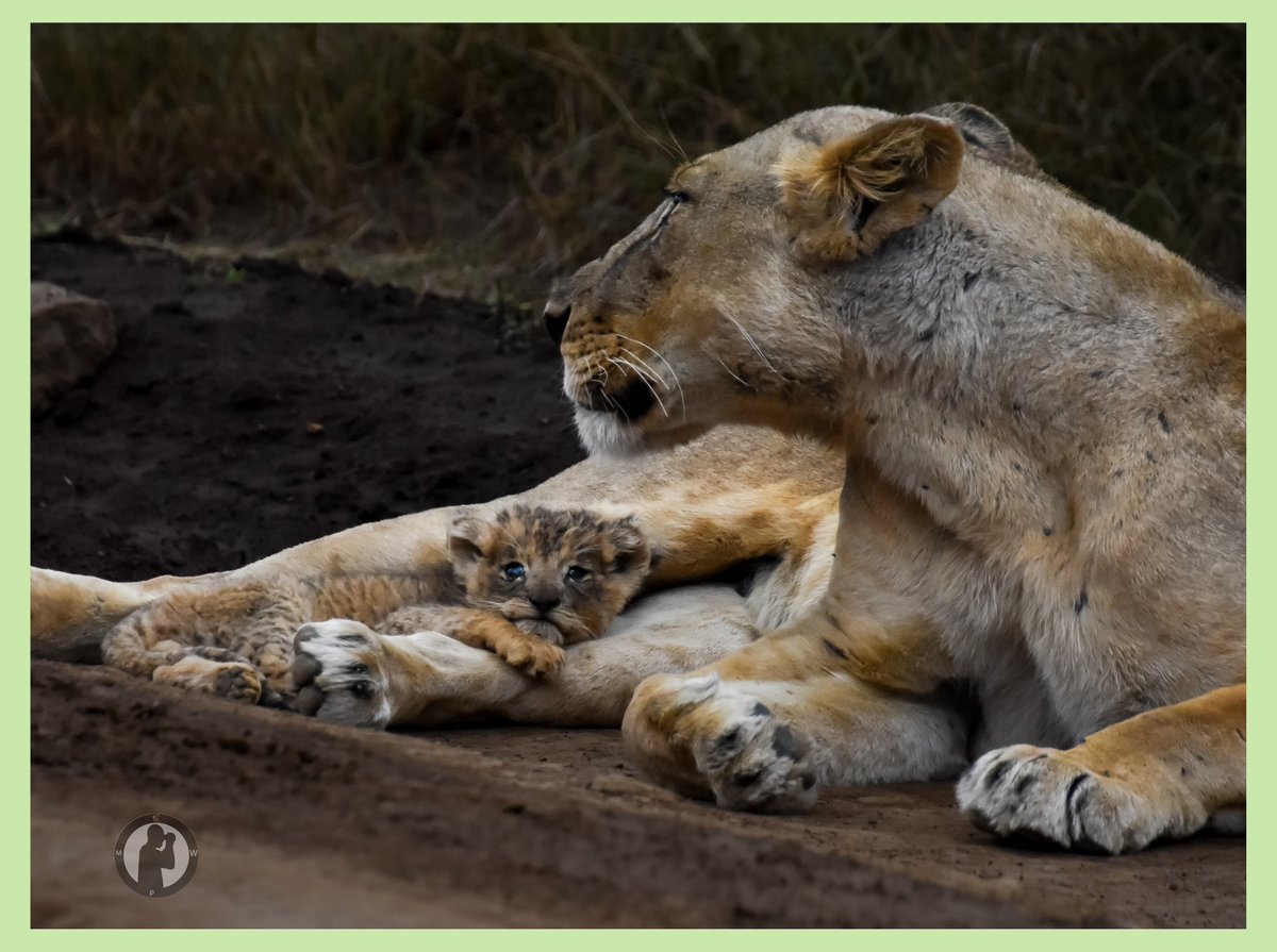 Mama's love.

Nairobi National Park,Kenya.