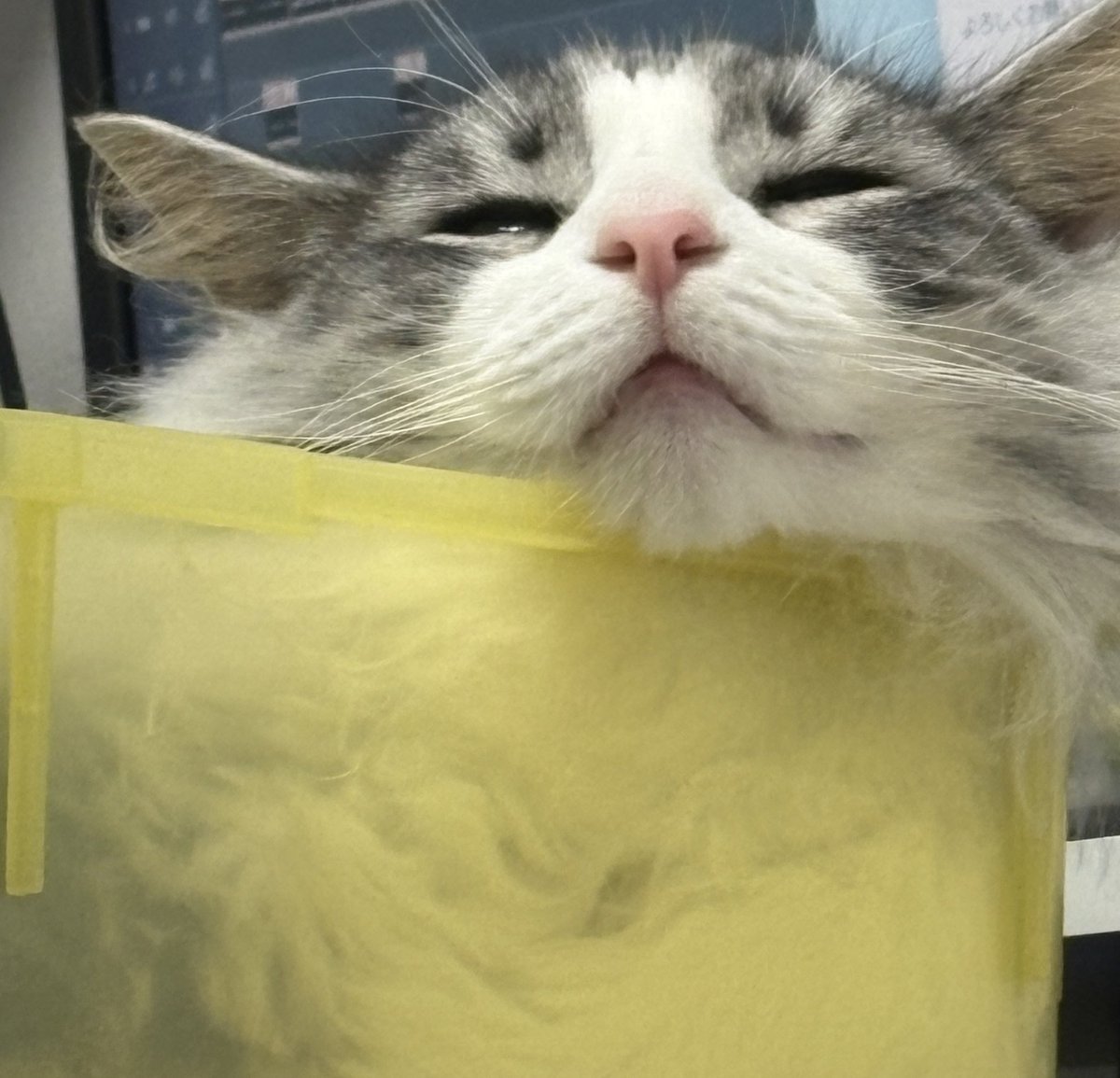 こいつのためにぜひください*ᵕᵕ