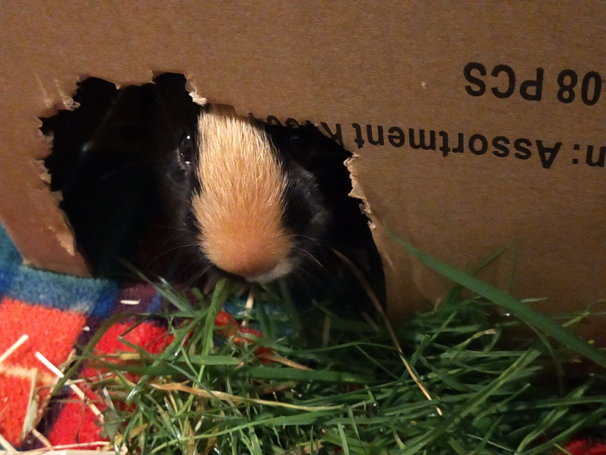Good morning from Merry and Pippin! We've had lettuce, red pepper, cucumber, and grass and we're sharing our nuggets and our hay like the best friends we are ❤️ #GuineaPig #GuineaPigs