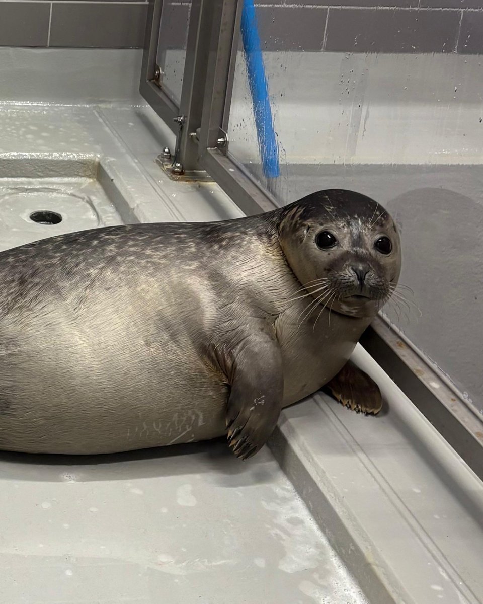 ⚠️あんころもちさん専用⚠️ あんころもち (@smdr5_mrkm5) / Posts / X