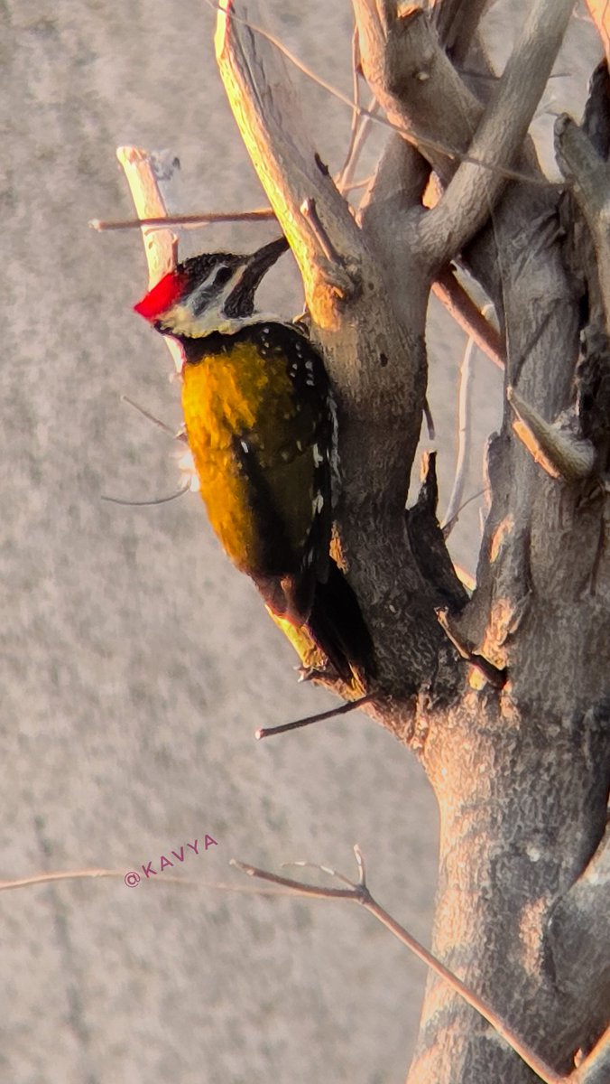 Could't get closer to get better quality image, Had to zoom in with mobile. I saw this colorful bird for the first time yesterday...somehow managed to click this....something different than usual birds I see daily

If I am not wrong this must be a woodpecker right ? 

Have a nice