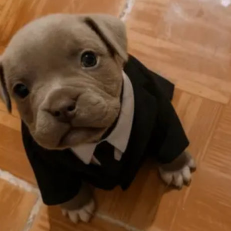 off genkidama tweet media