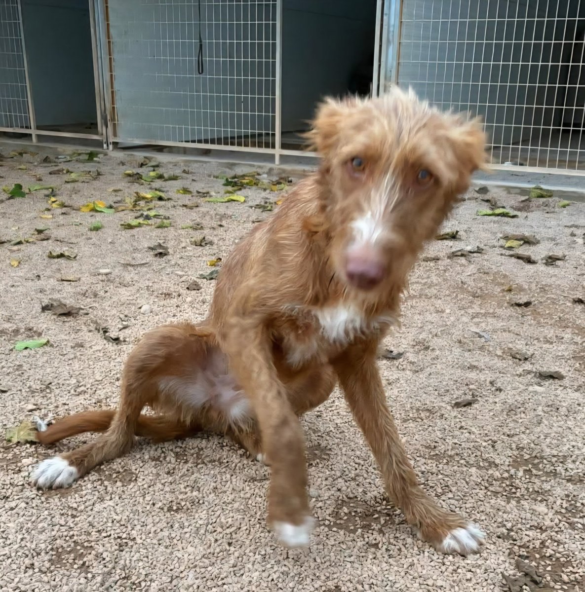 plataforma_NAC's tweet image. 🐕ZARINA espera su oportunidad en SOS Podenco Rescue
Edad: 2 años
Tamaño : 55-60 cm (mediano tirando a grande)
Sociable con perros
Sociable con gatos 
Negativa a Leishmania
Zarina necesita otro perro para confiar más 

📩Contacto:  sospodencorescue@gmail.com

#Podenco #NoALaCaza