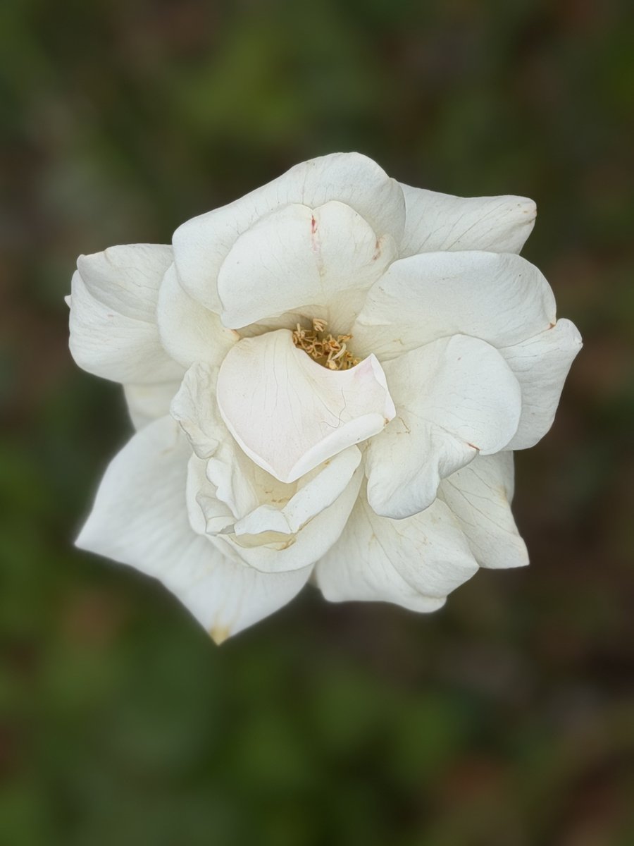 Creator (@izawa369) on Twitter photo 