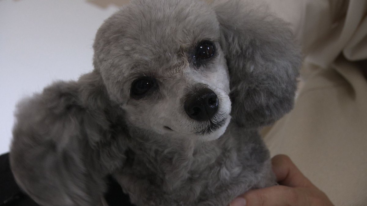 cx_mezamashi's tweet image. #きょうのわんこ に登場してくれたのは「リン」でした🐶けがの影響で後ろ足が不自由なんだけどご主人が用意した車椅子で長男の海成くんと歩くことができるんだって😌

きょうのわんこはFODで無料配信中→fod.fujitv.co.jp/title/3291/

#めざましテレビ