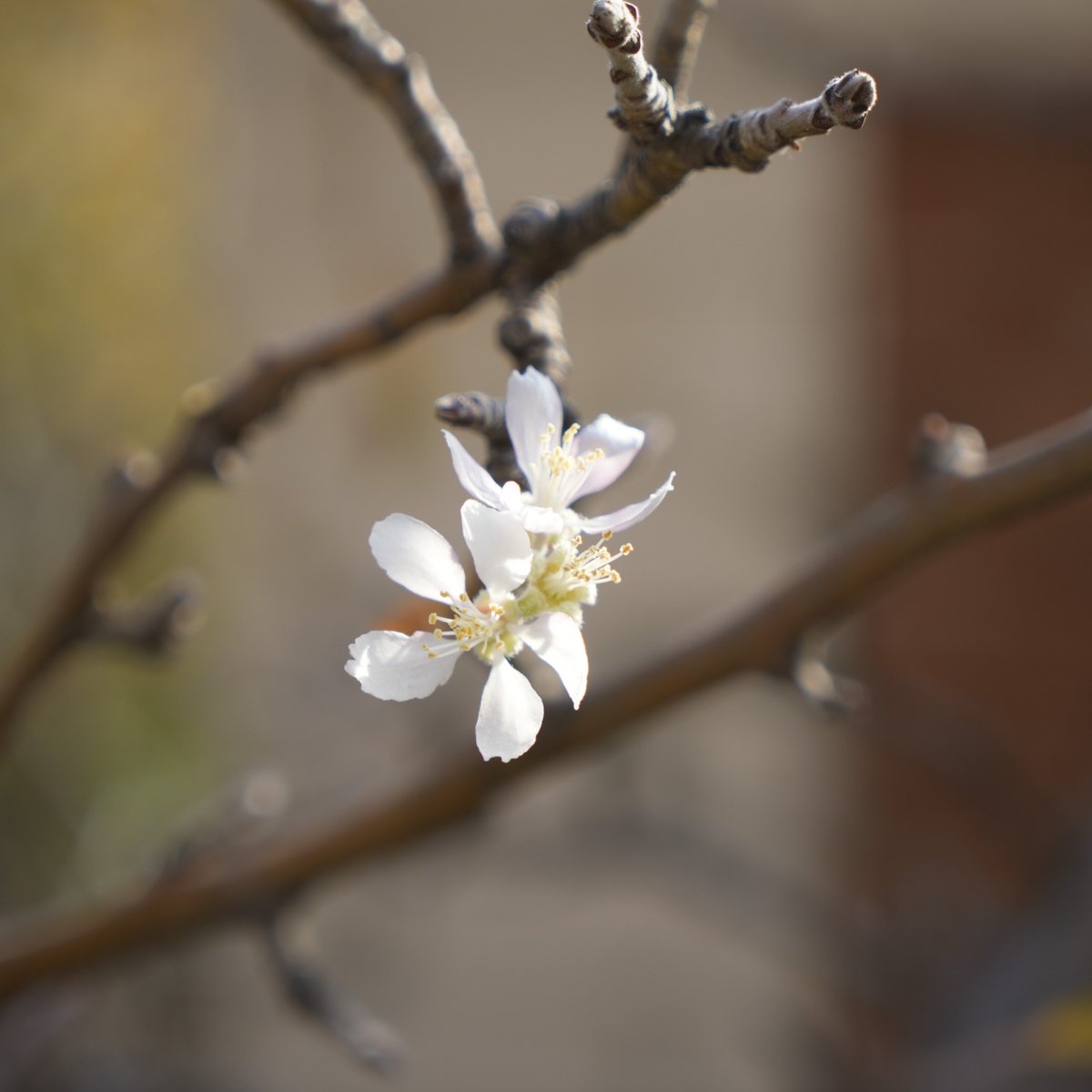 Gümüşhane'de bir elma ağacı, yanlış mevsimde çiçek açtı.